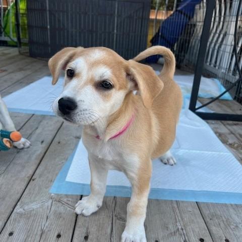 Harriet, a Adoptable Mixed Breed in Calgary, AB image 6/6