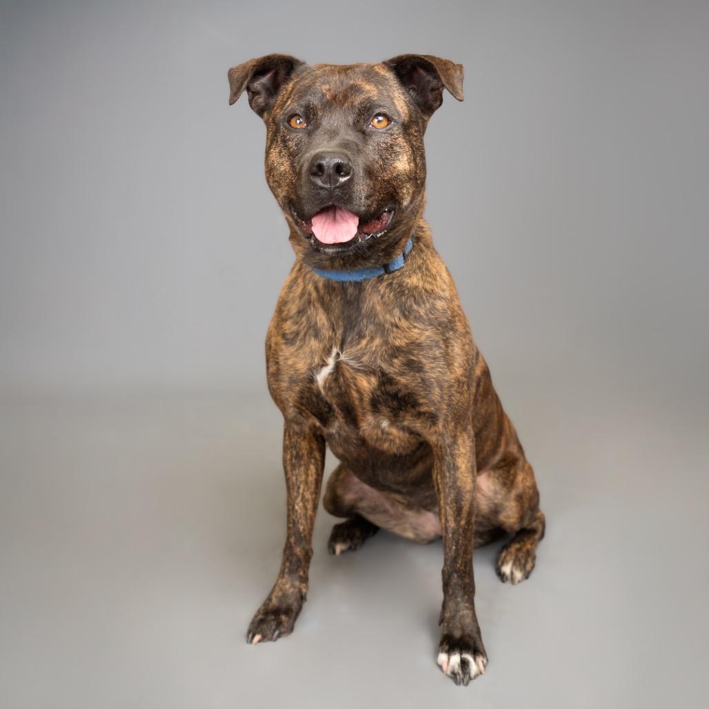 Estelle, Adoptable, Adult Female Pit Bull Terrier.