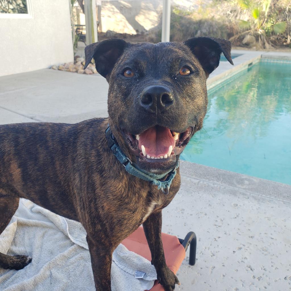 Estelle, Adoptable, Adult Female Pit Bull Terrier.