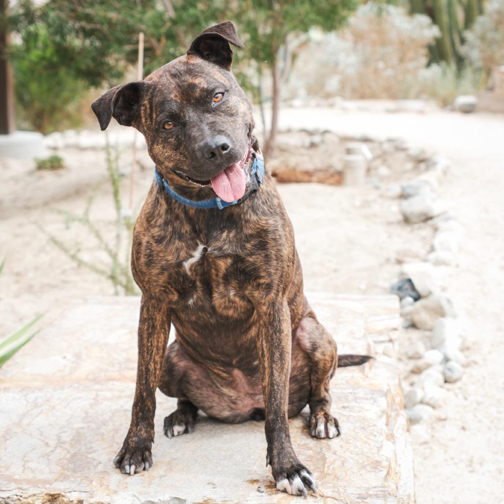 Enlarge Estelle, a Adoptable mixed breed in Palm Springs, CA image 2/4