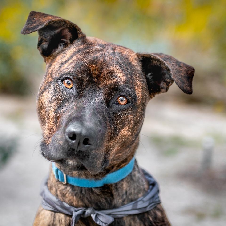 Enlarge Estelle, a Adoptable mixed breed in Palm Springs, CA image 3/4