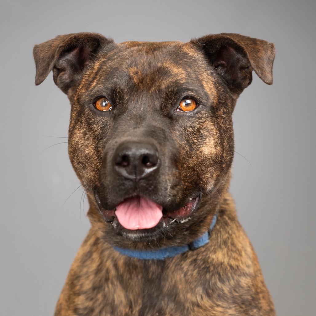 Enlarge Estelle, a Adoptable mixed breed in Palm Springs, CA image 5/6