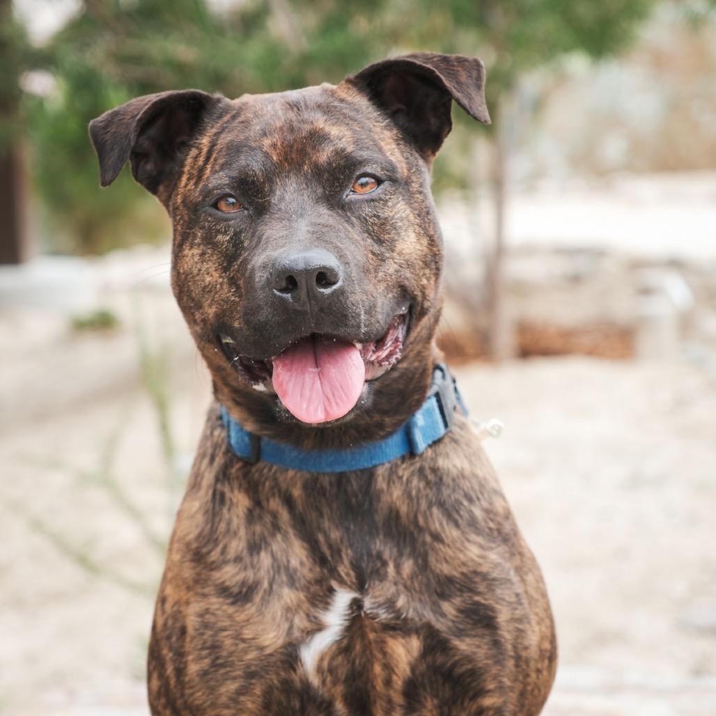 Enlarge Estelle, a Adoptable mixed breed in Palm Springs, CA image 4/4
