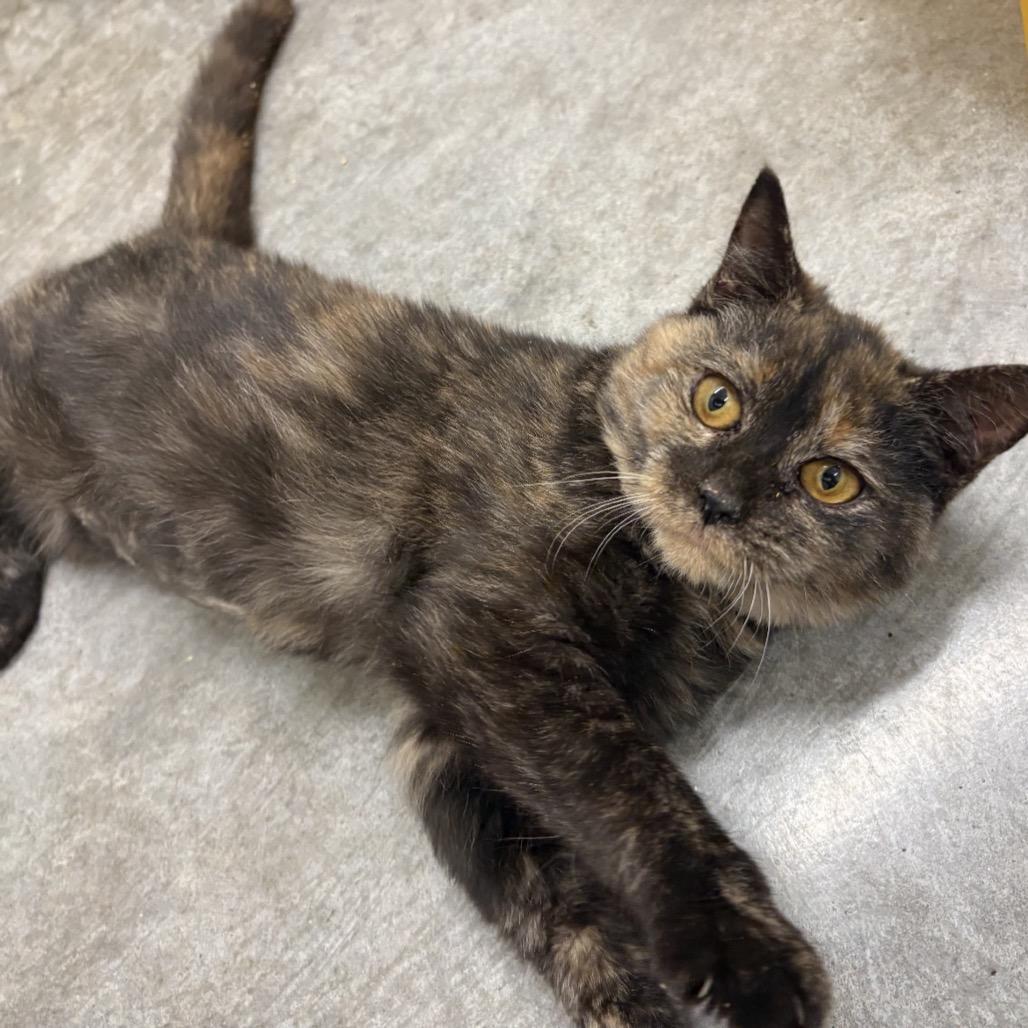 Turkey, Adoptable, Kitten Female Domestic Short Hair.