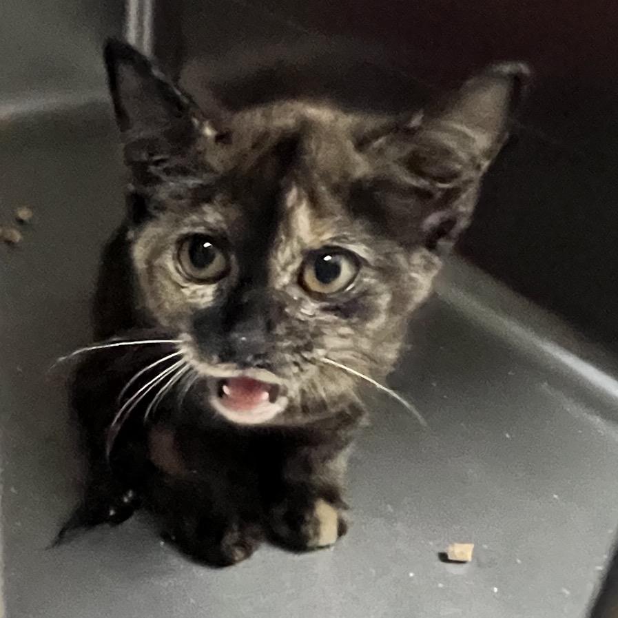 Enlarge Turkey, a Adoptable Domestic Short Hair in Mount Gilead, NC image 2/2