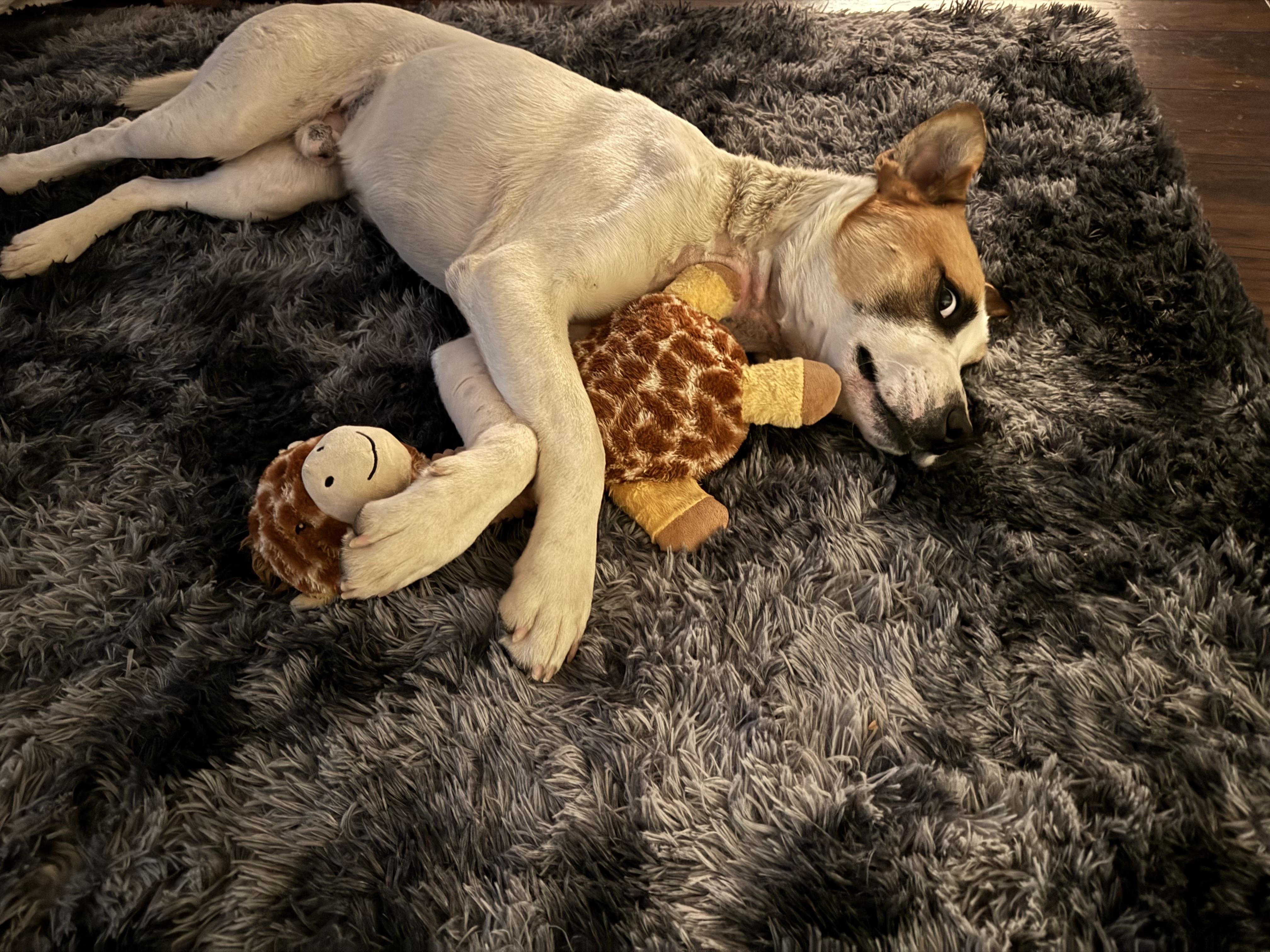 Enlarge Buddy, a Adoptable mixed breed in Fresno, CA image 1/1