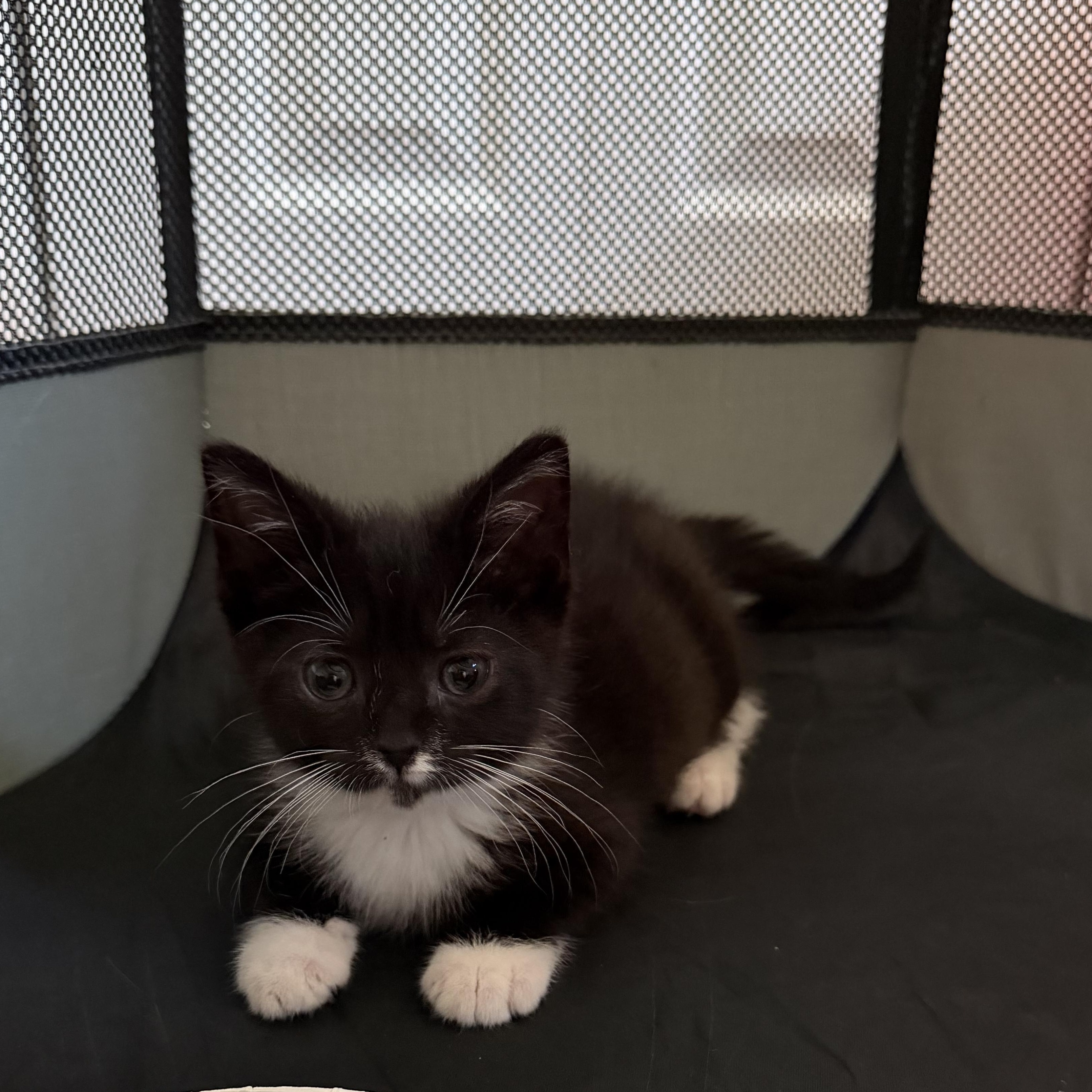 Precious Socks, an adopted Domestic Short Hair in Beltsville, MD image 6/6