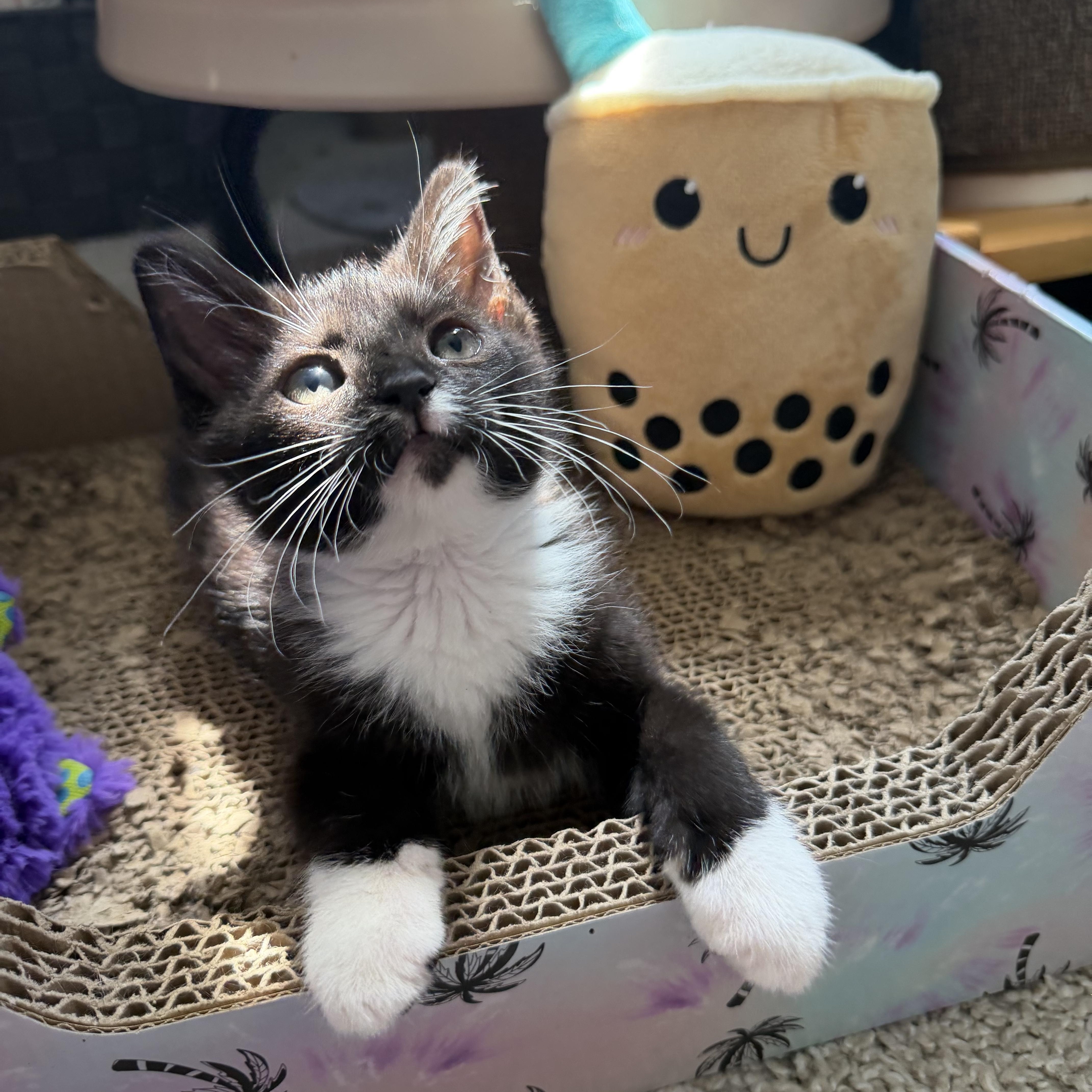 Precious Socks, an adopted Domestic Short Hair in Beltsville, MD image 5/6