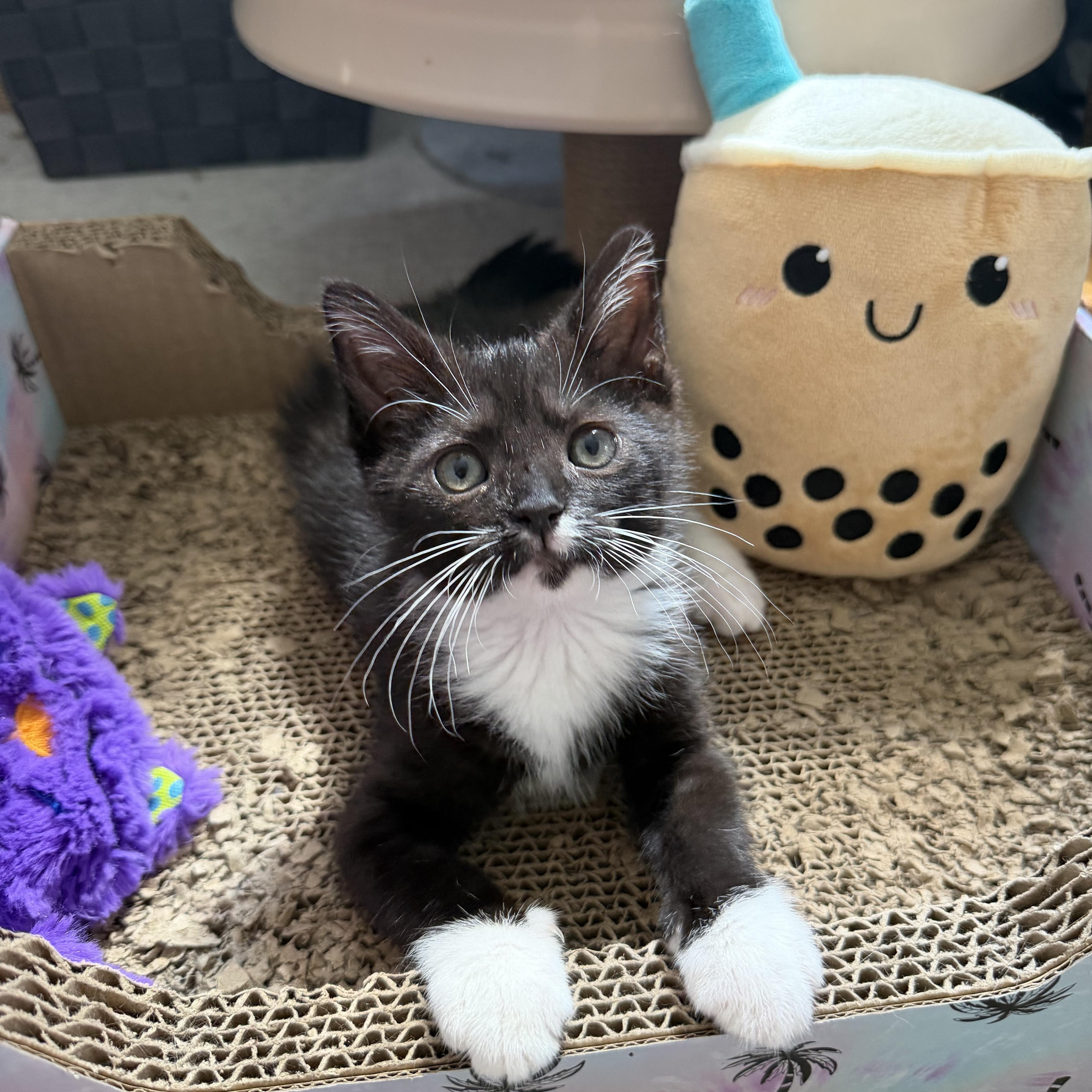 Precious Socks, adopted, Kitten Female Domestic Short Hair.