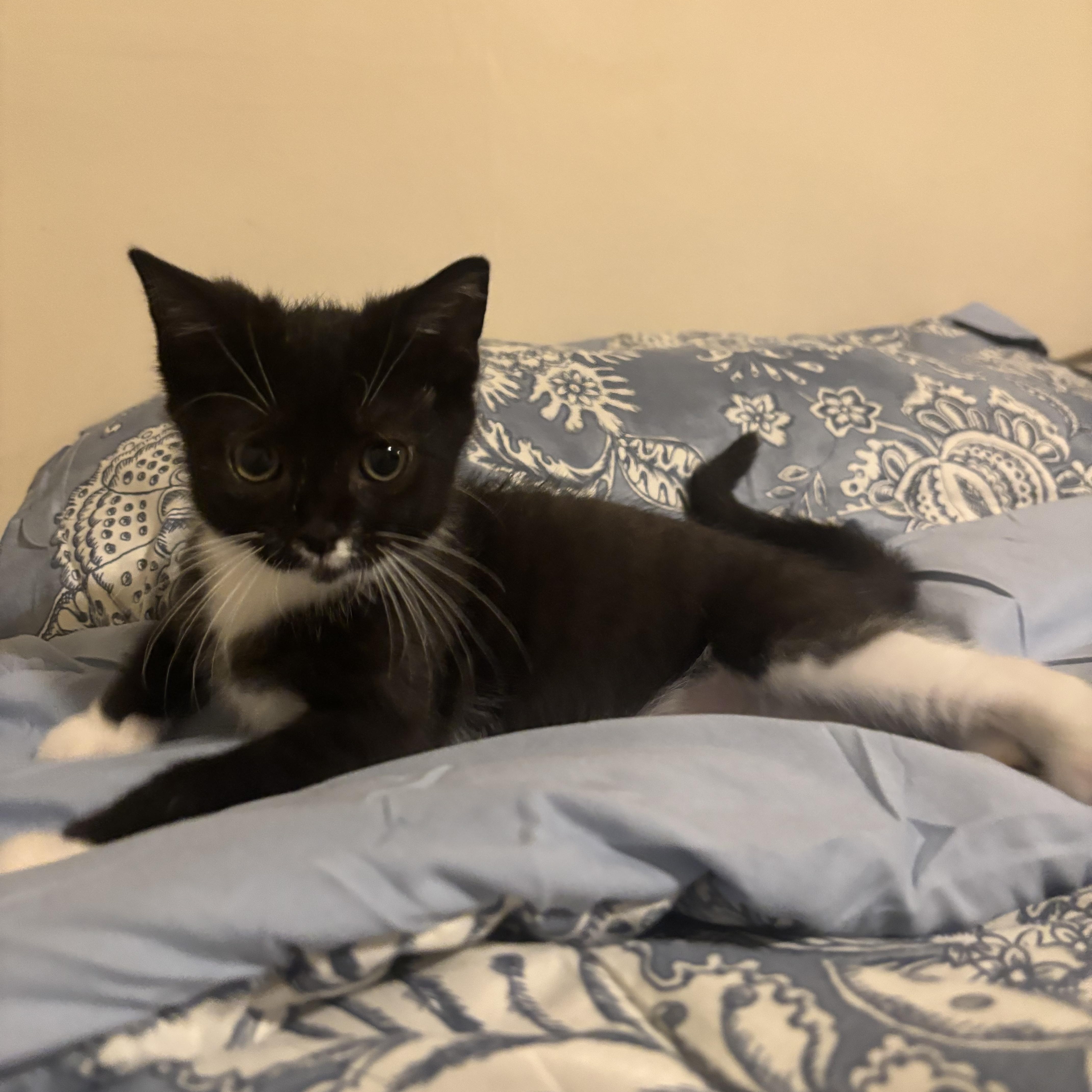 Precious Socks, an adopted Domestic Short Hair in Beltsville, MD image 3/6
