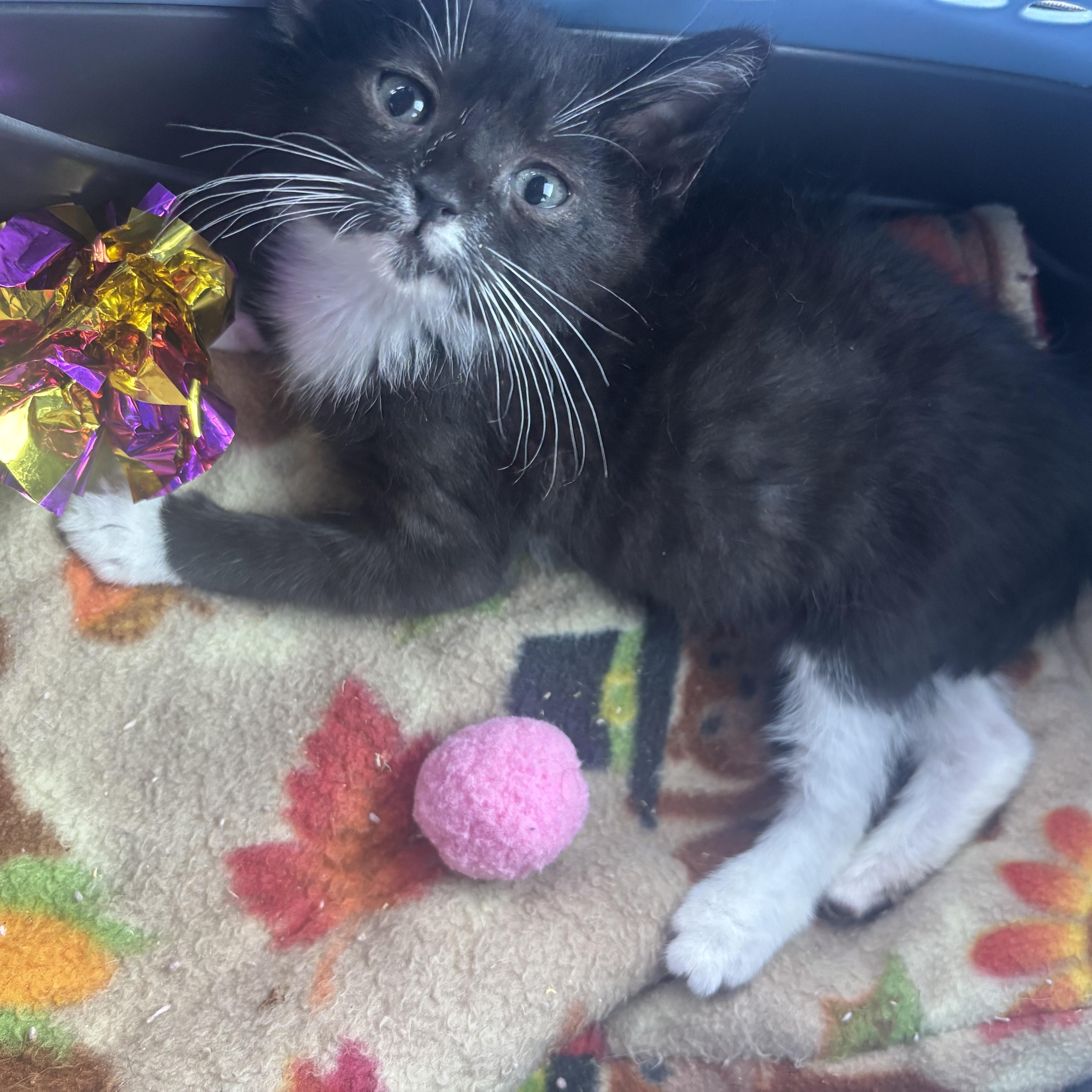 Precious Socks, an adopted Domestic Short Hair in Beltsville, MD image 4/6