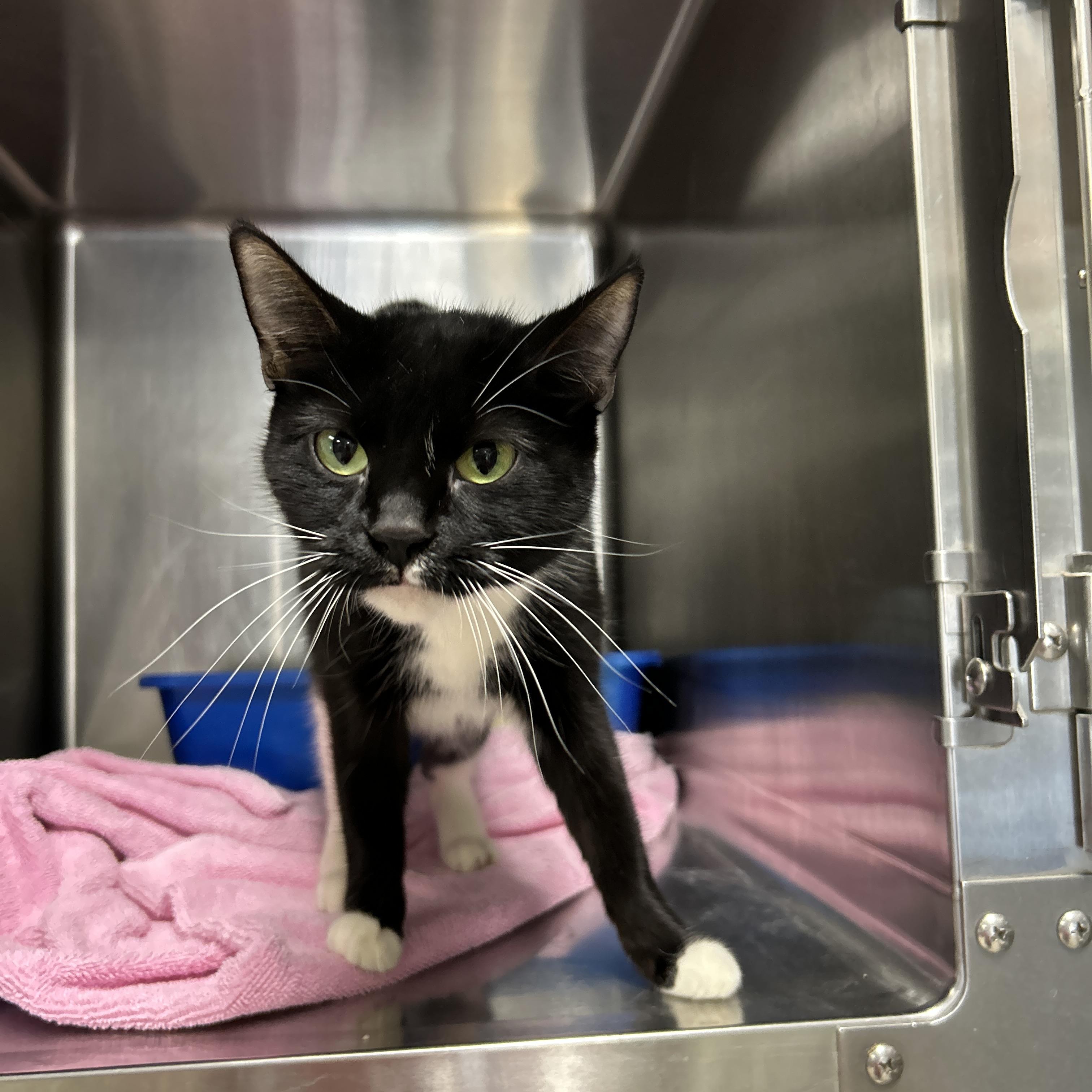 Enlarge Dior, an adopted Tuxedo in La Grange Park, IL image 3/3