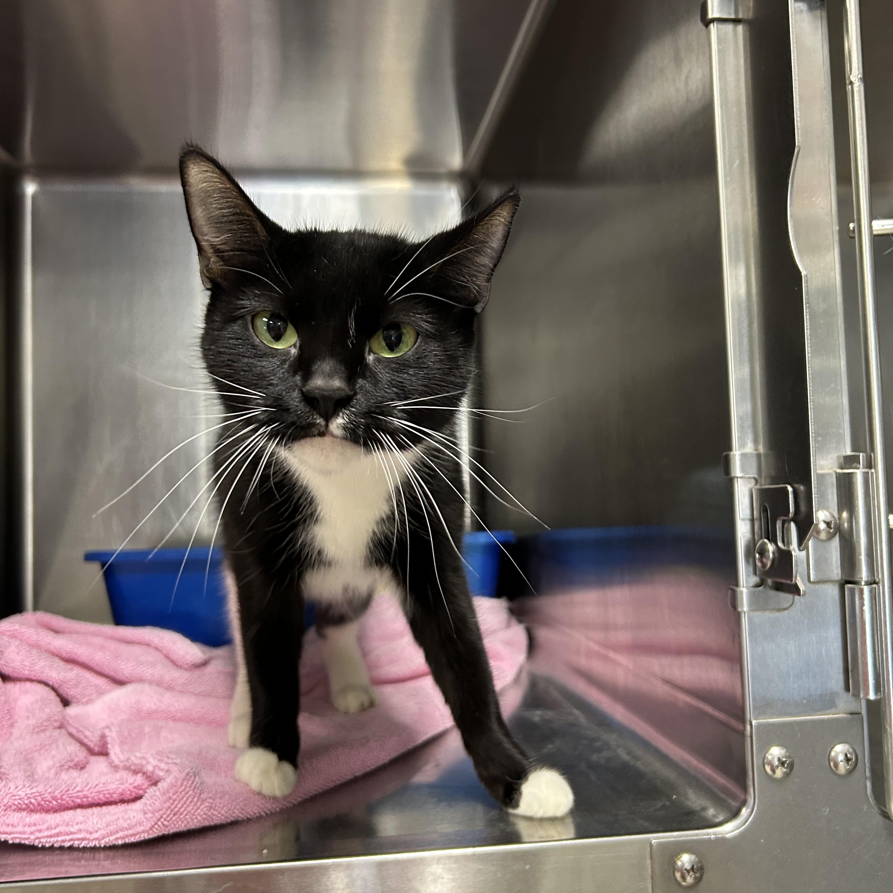 Enlarge Dior, an adopted Tuxedo in La Grange Park, IL image 2/3