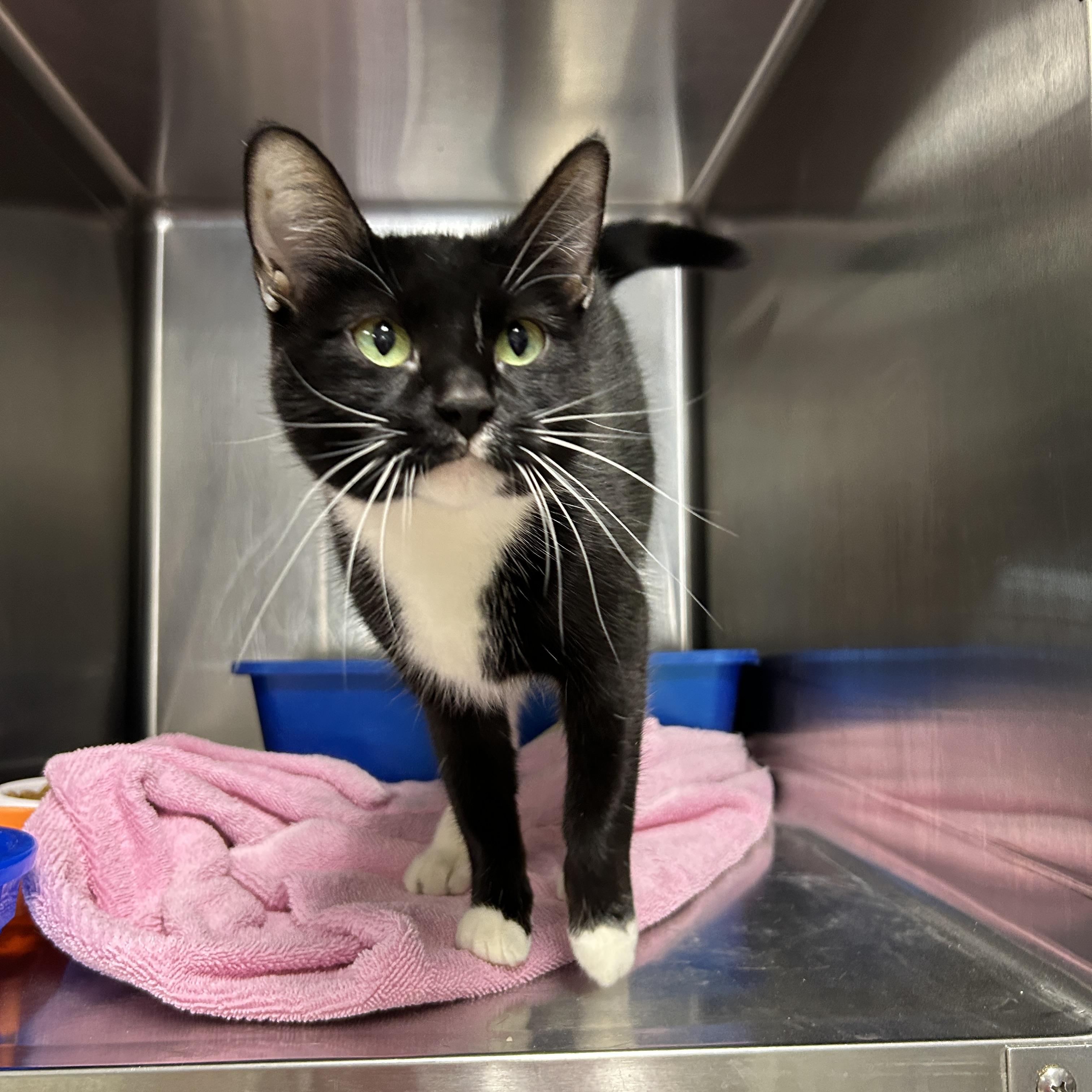 Dior, adopted, Adult Female Tuxedo.