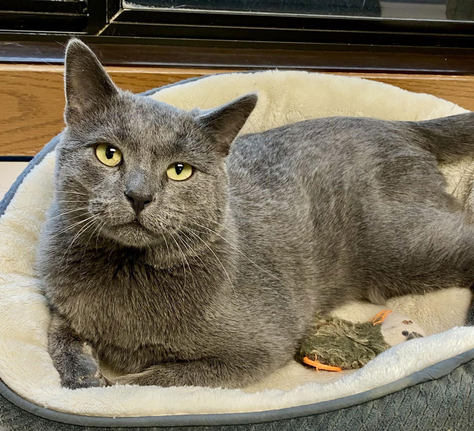 Enlarge Barney Fife, a Adoptable Domestic Short Hair in Fargo, ND image 1/2