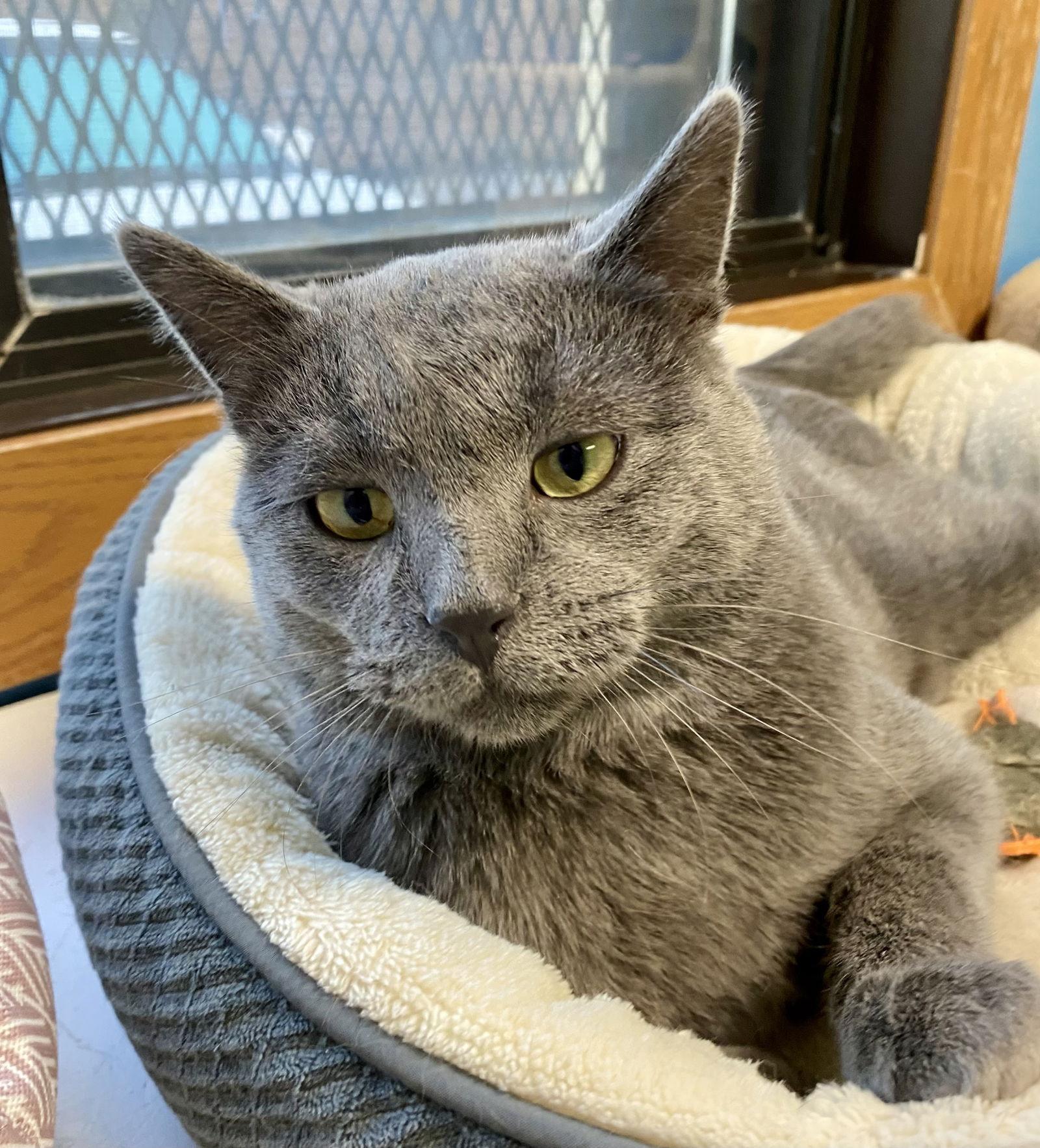 Enlarge Barney Fife, a Adoptable Domestic Short Hair in Fargo, ND image 2/2