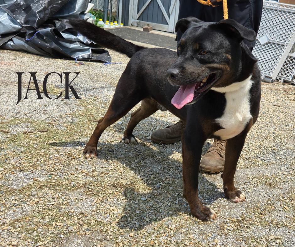 Jack