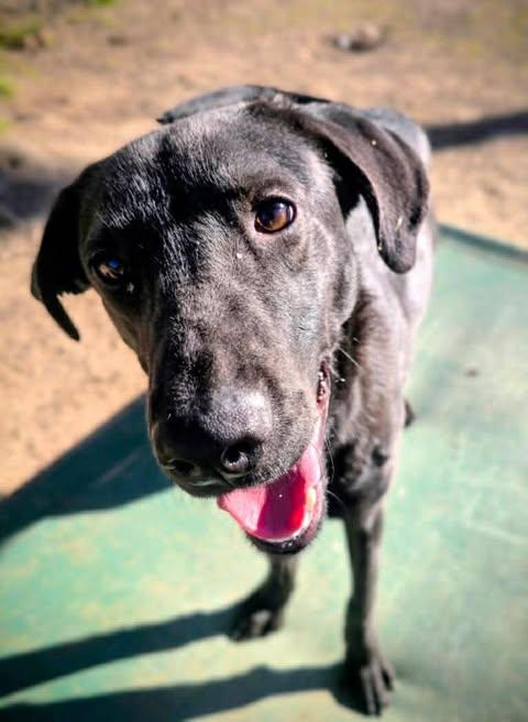 Rayne #4, a ADOPTABLE Black Labrador Retriever in Killingworth, CT image 2/4