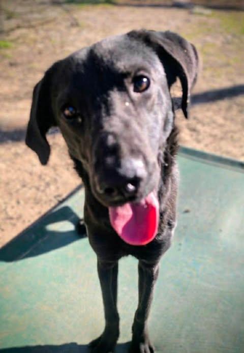 Rayne #4, a ADOPTABLE Black Labrador Retriever in Killingworth, CT image 3/4