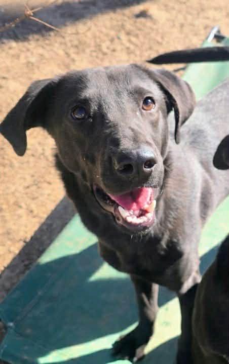 Rayne #4, ADOPTABLE, Young Female Black Labrador Retriever.