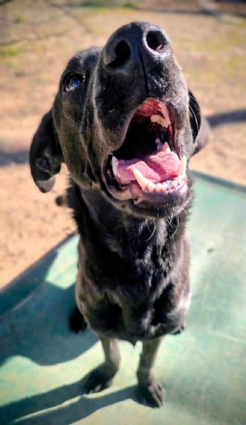 Rayne #4, a ADOPTABLE Black Labrador Retriever in Killingworth, CT image 4/4