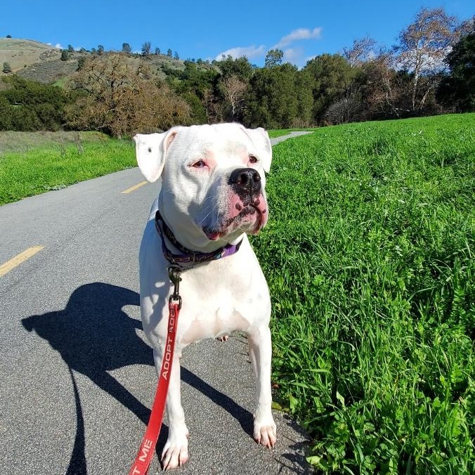 Opal, Adoptable, Adult Female American Bulldog & Boxer.