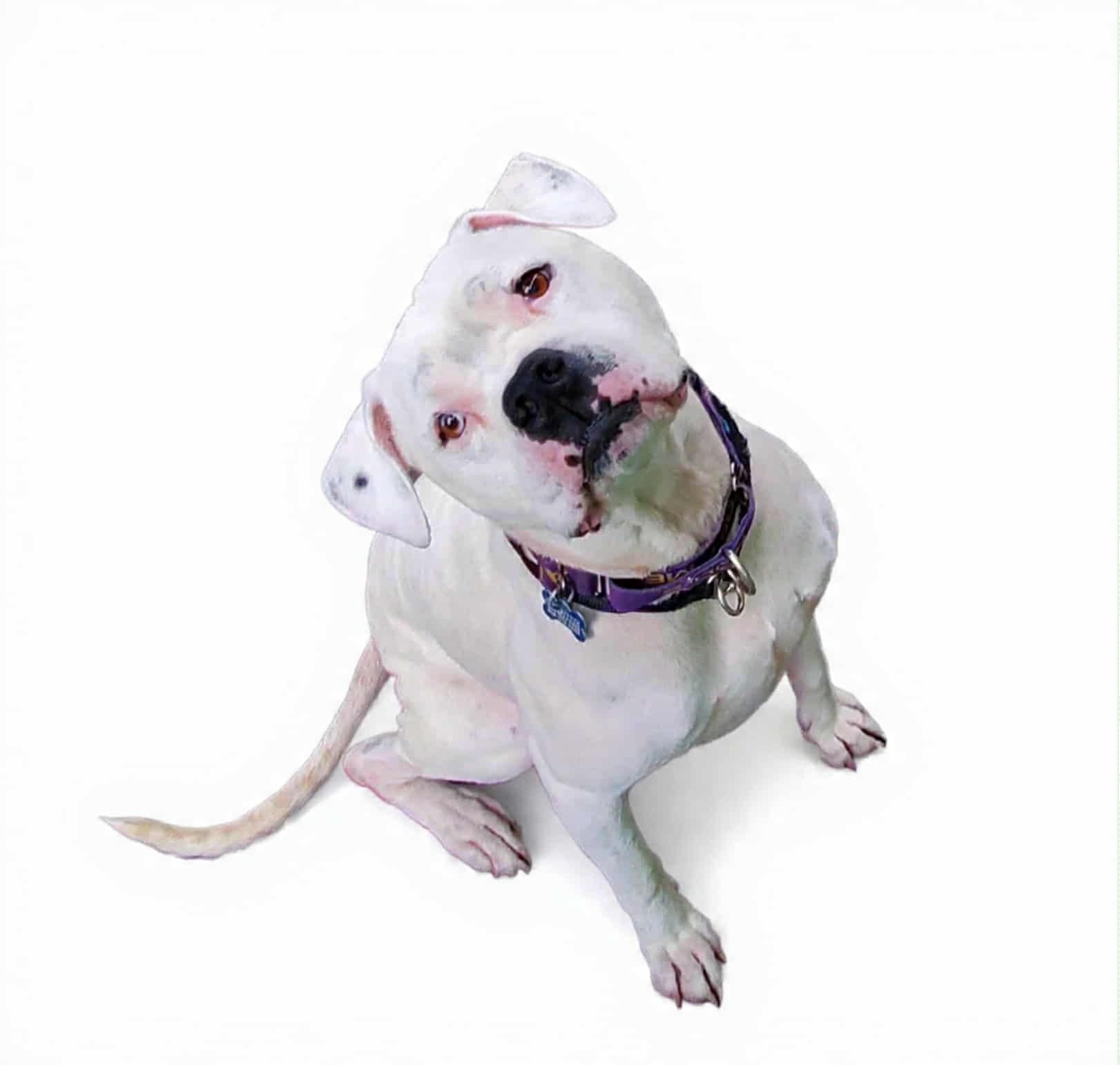 Enlarge Opal, a Adoptable mixed breed in San Jose, CA image 3/6