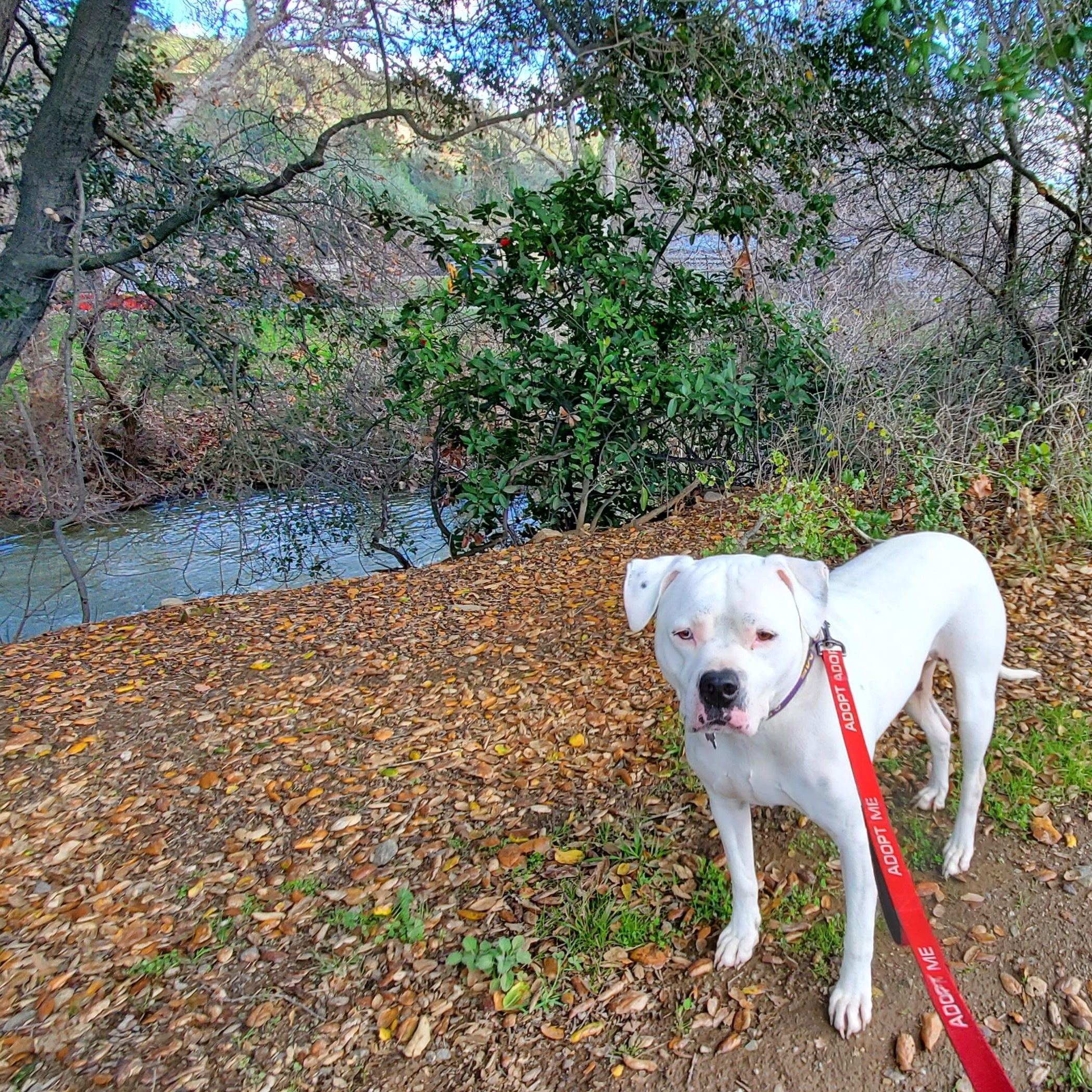 Enlarge Opal, a Adoptable mixed breed in San Jose, CA image 2/6