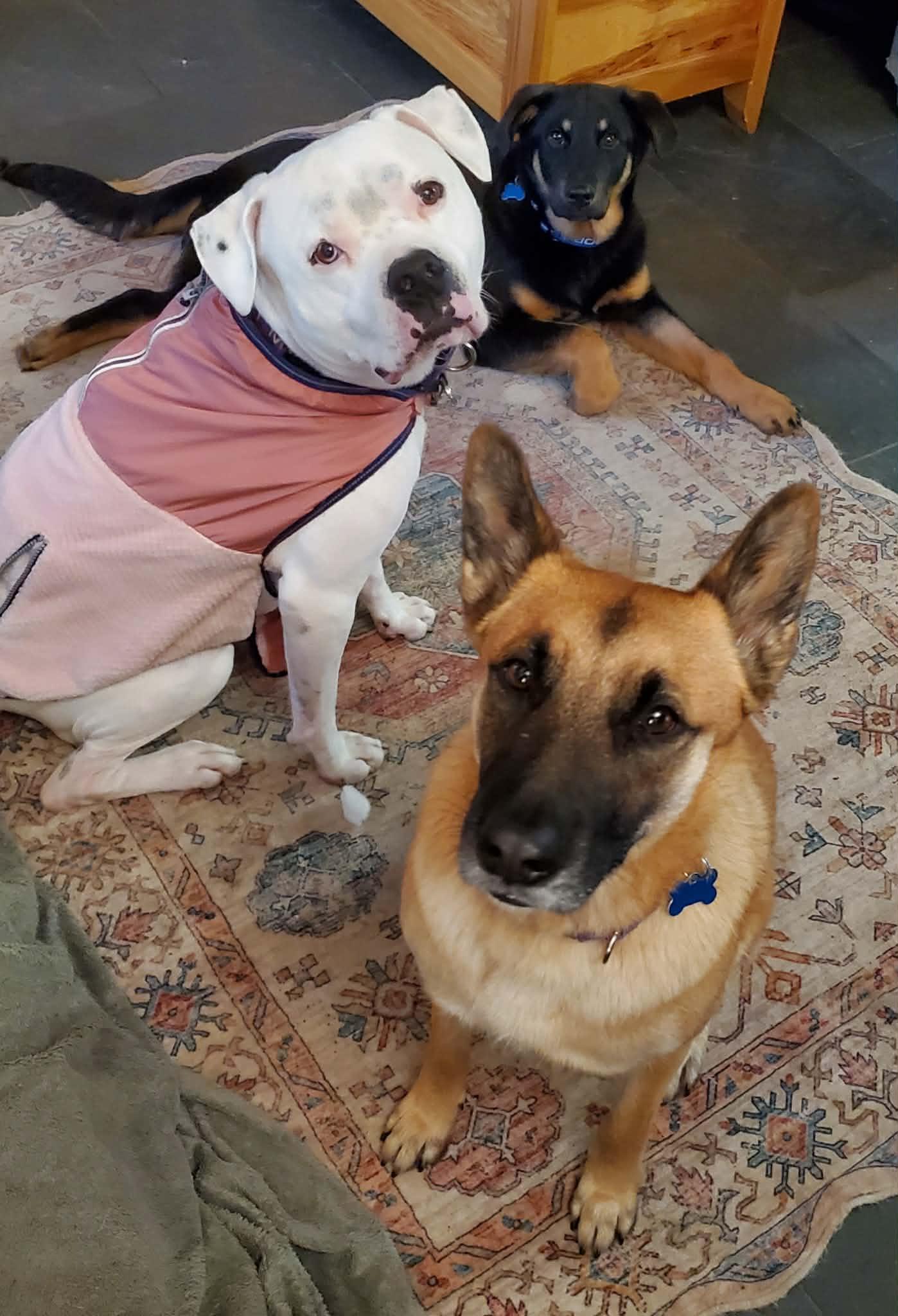 Enlarge Opal, a Adoptable mixed breed in San Jose, CA image 4/6