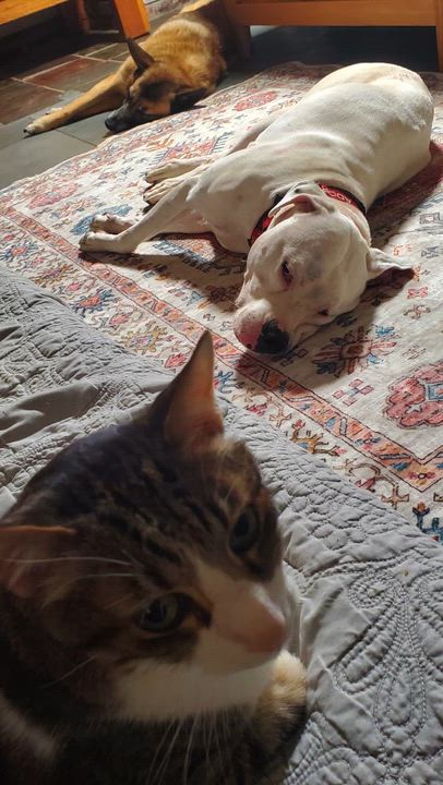 Enlarge Opal, a Adoptable mixed breed in San Jose, CA video 6/6