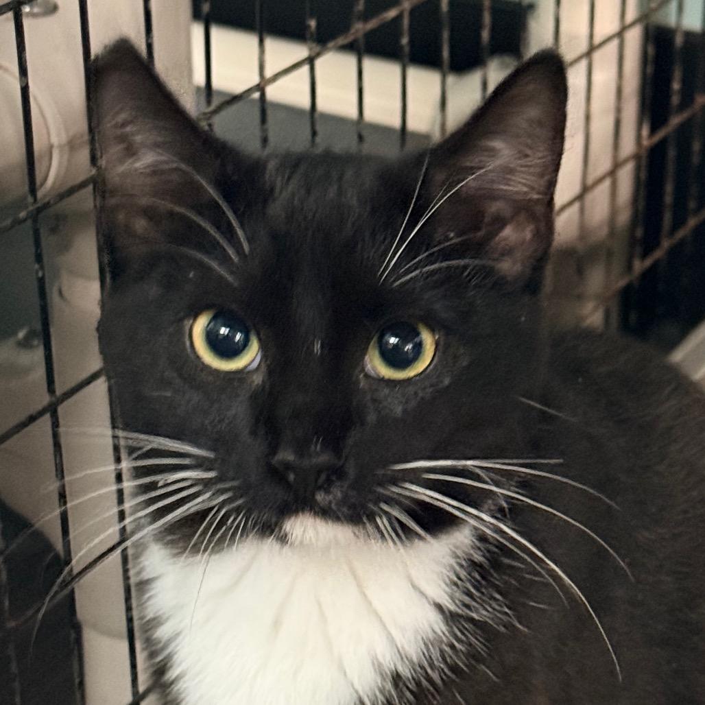 Tomato Bisque, Adoptable, Young Male Domestic Short Hair.