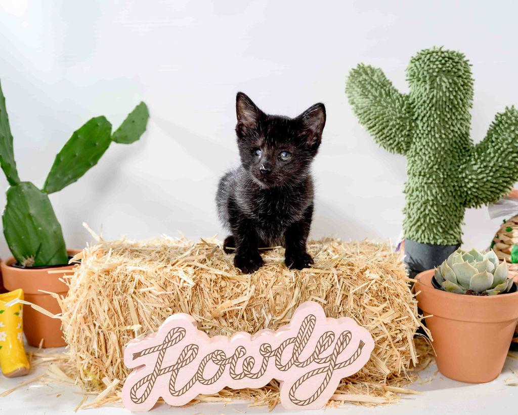 Wybie & Coraline - In Foster