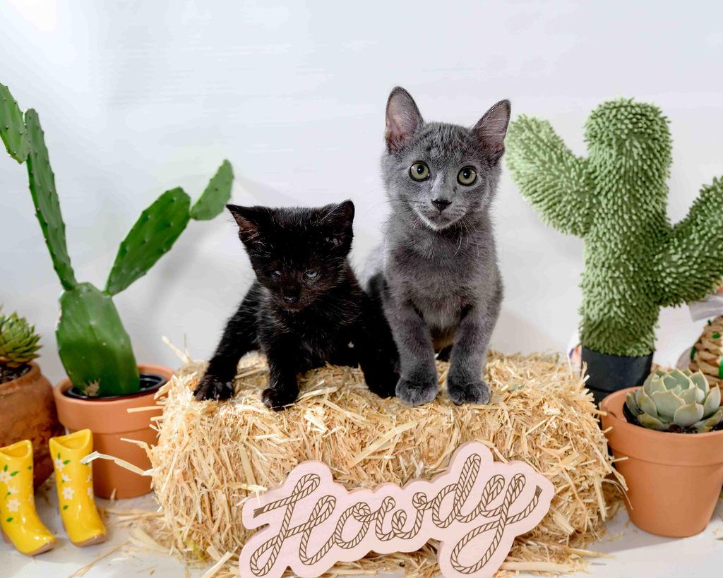 Wybie & Coraline - In Foster