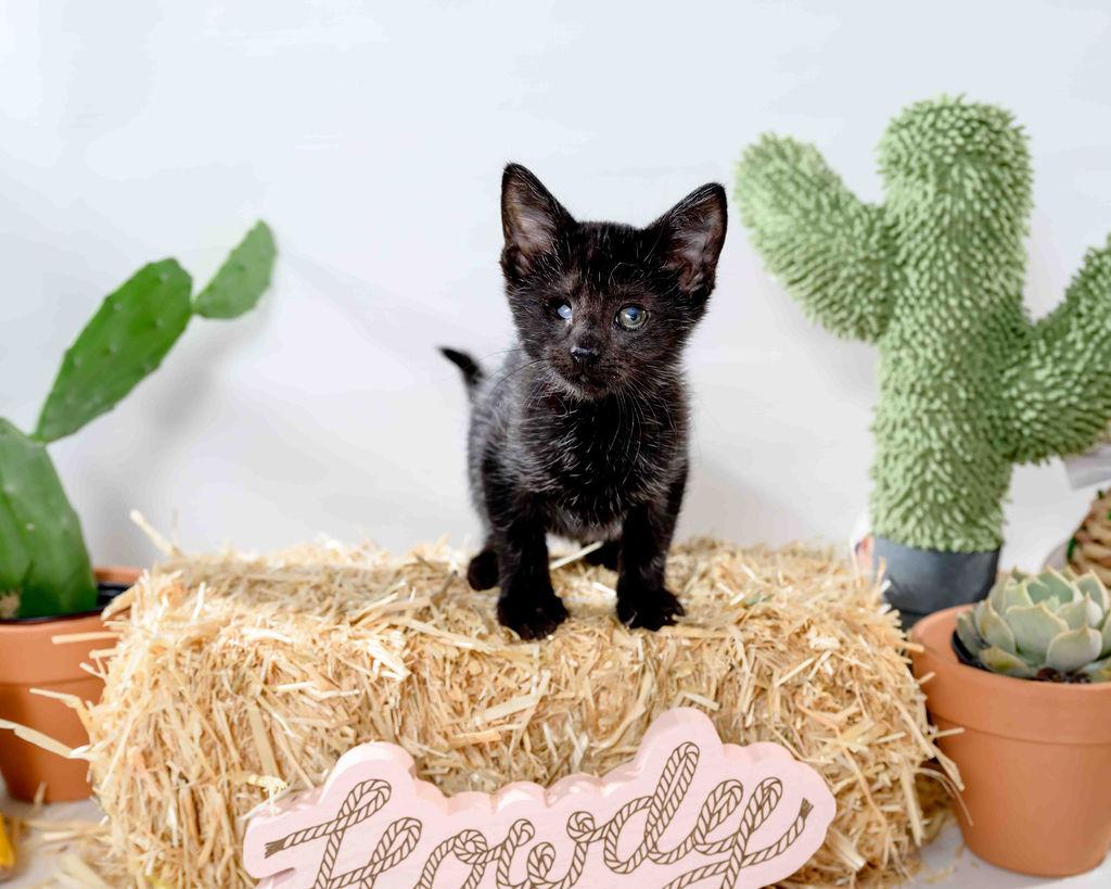 Wybie & Coraline - In Foster