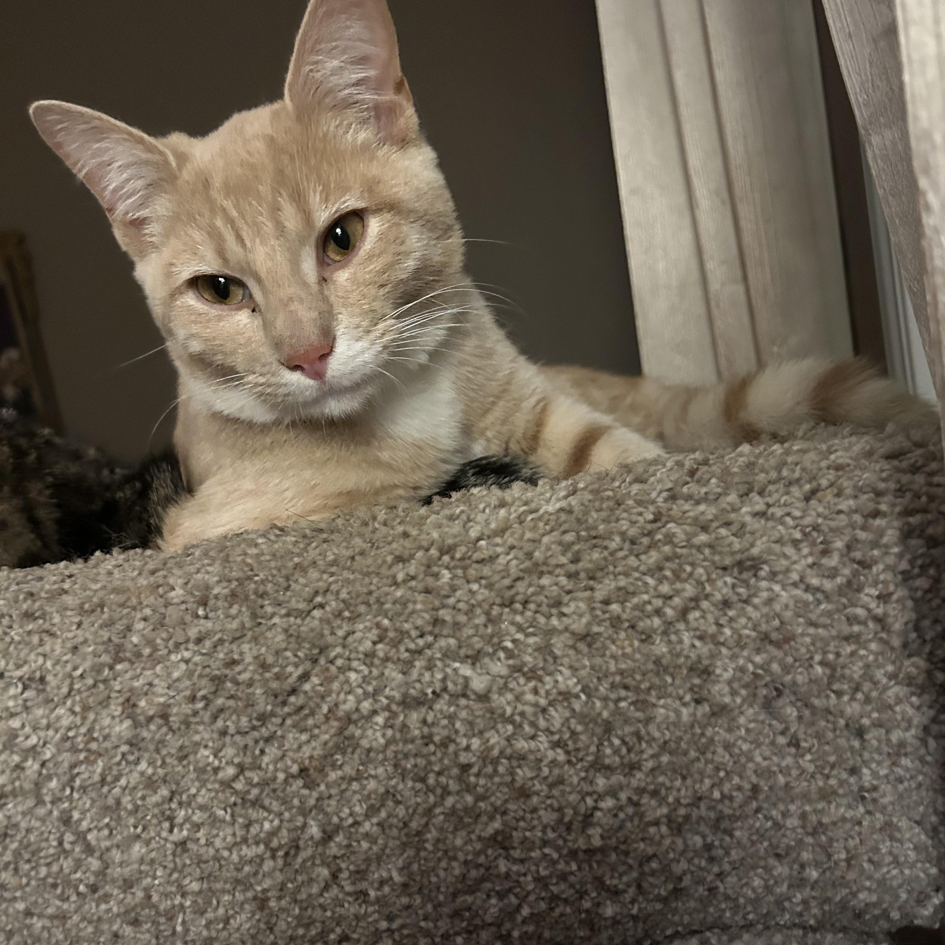 Figero, Adoptable, Young Male Domestic Short Hair.