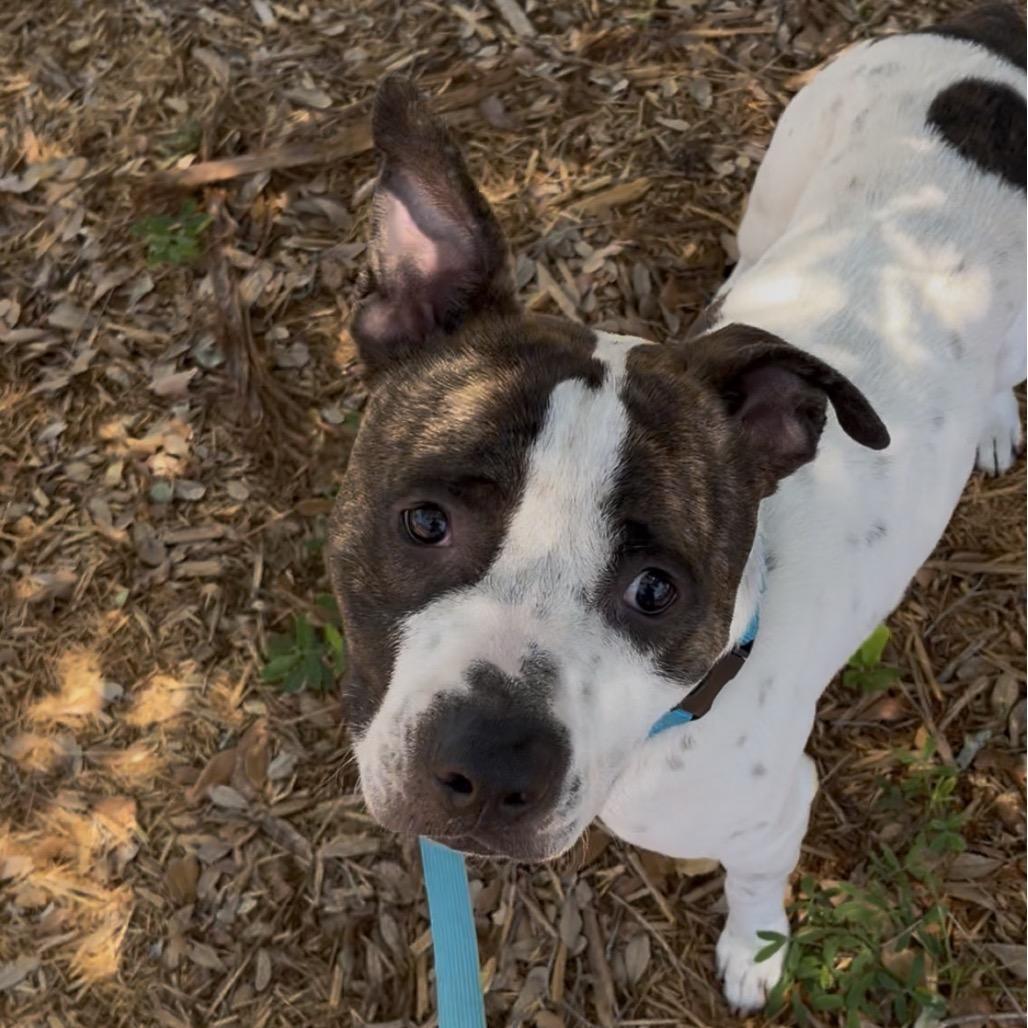 Enlarge Mackadoo, a Adoptable mixed breed in Clearwater, FL image 1/4