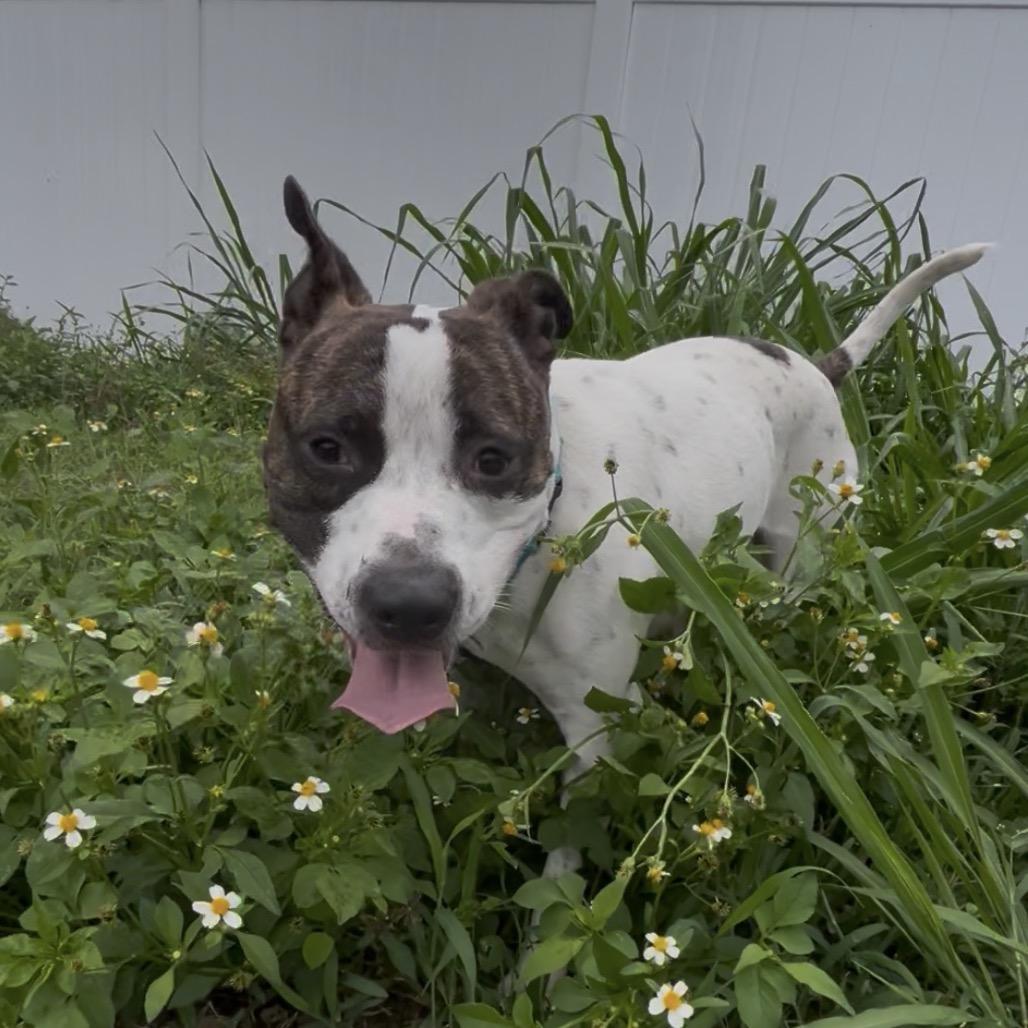 Enlarge Mackadoo, a Adoptable mixed breed in Clearwater, FL image 2/6