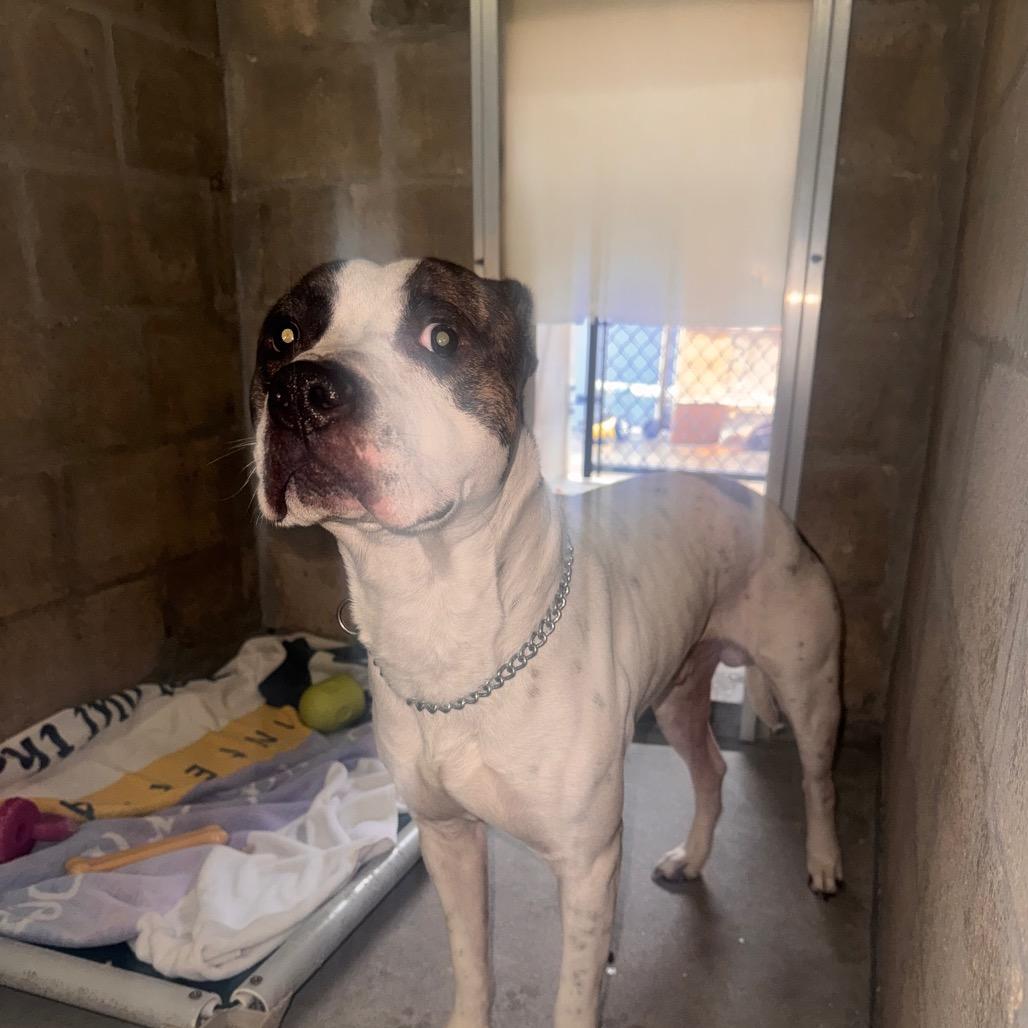 Enlarge Mackadoo, a Adoptable mixed breed in Clearwater, FL image 2/4