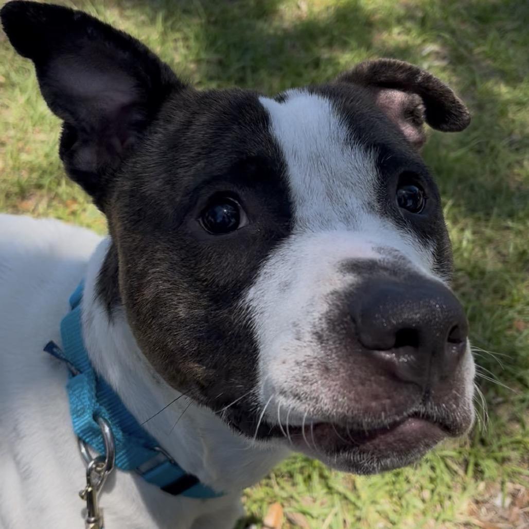Enlarge Mackadoo, a Adoptable mixed breed in Clearwater, FL image 3/4