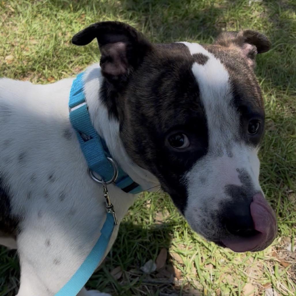 Enlarge Mackadoo, a Adoptable mixed breed in Clearwater, FL image 4/4