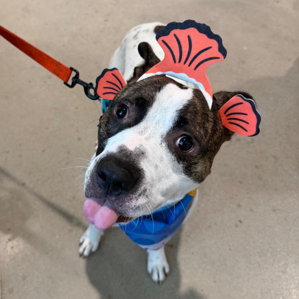 Enlarge Mackadoo, a Adoptable mixed breed in Clearwater, FL image 5/6