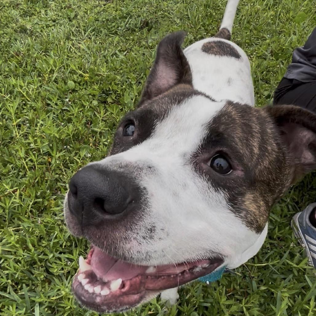 Enlarge Mackadoo, a Adoptable mixed breed in Clearwater, FL image 6/6