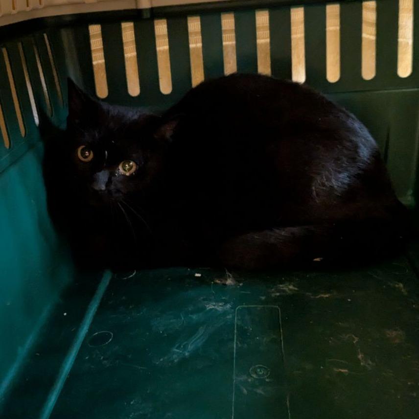 Enlarge Peter Pescadero, a Adoptable Domestic Short Hair in Fairport, NY image 1/1