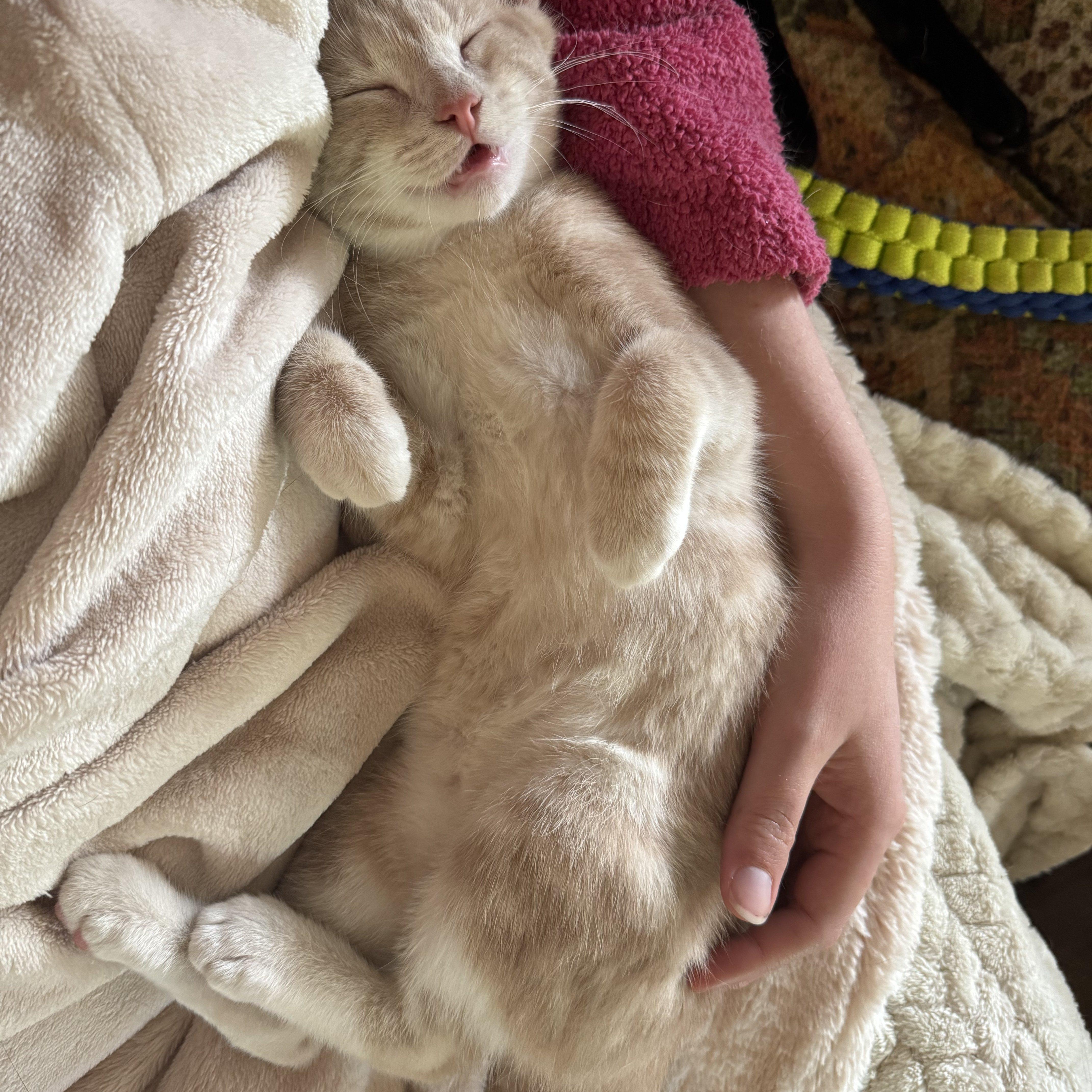 Enlarge Ridley Reeds, a Adoptable Domestic Short Hair in Winston Salem, NC image 4/5