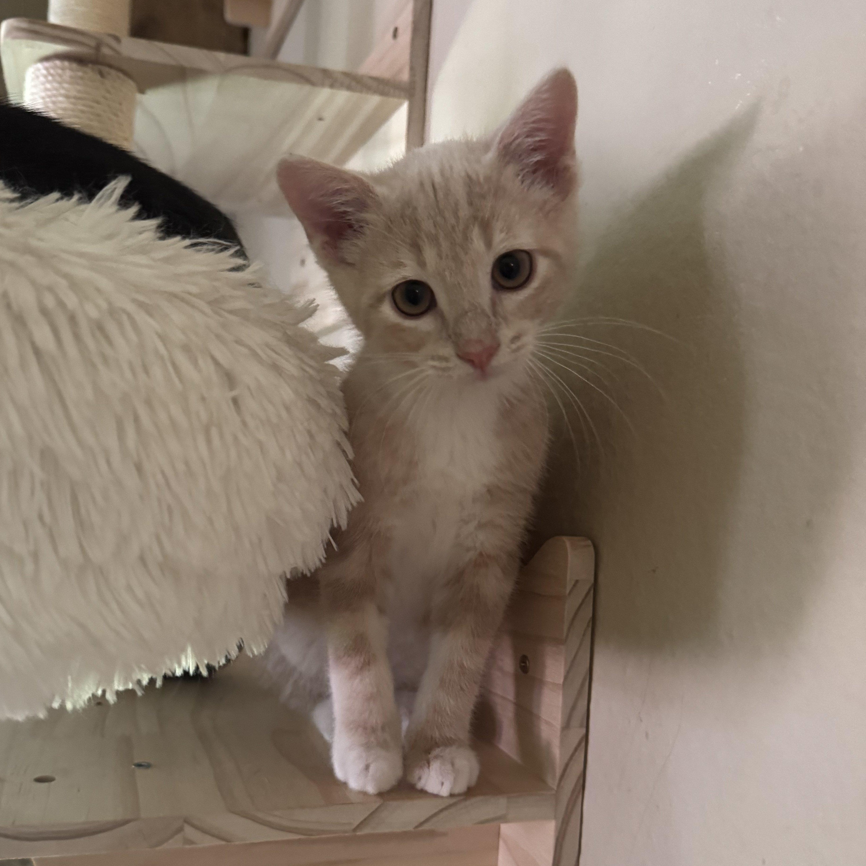 Ridley Reeds, Adoptable, Young Male Domestic Short Hair.