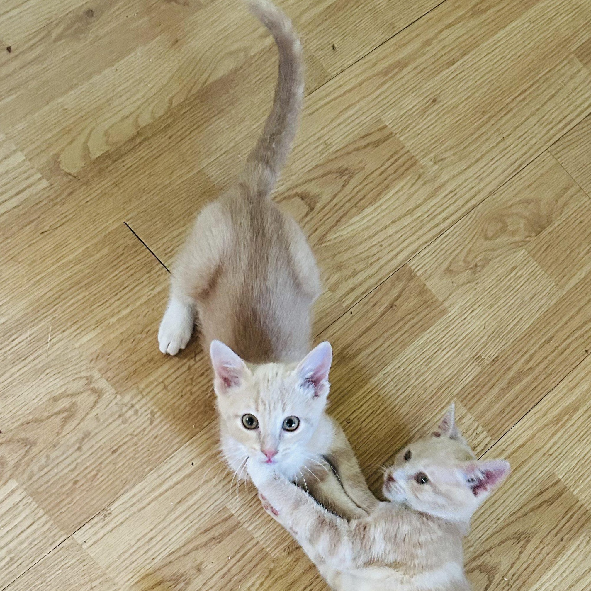 Enlarge Ridley Reeds, a Adoptable Domestic Short Hair in Winston Salem, NC image 5/5