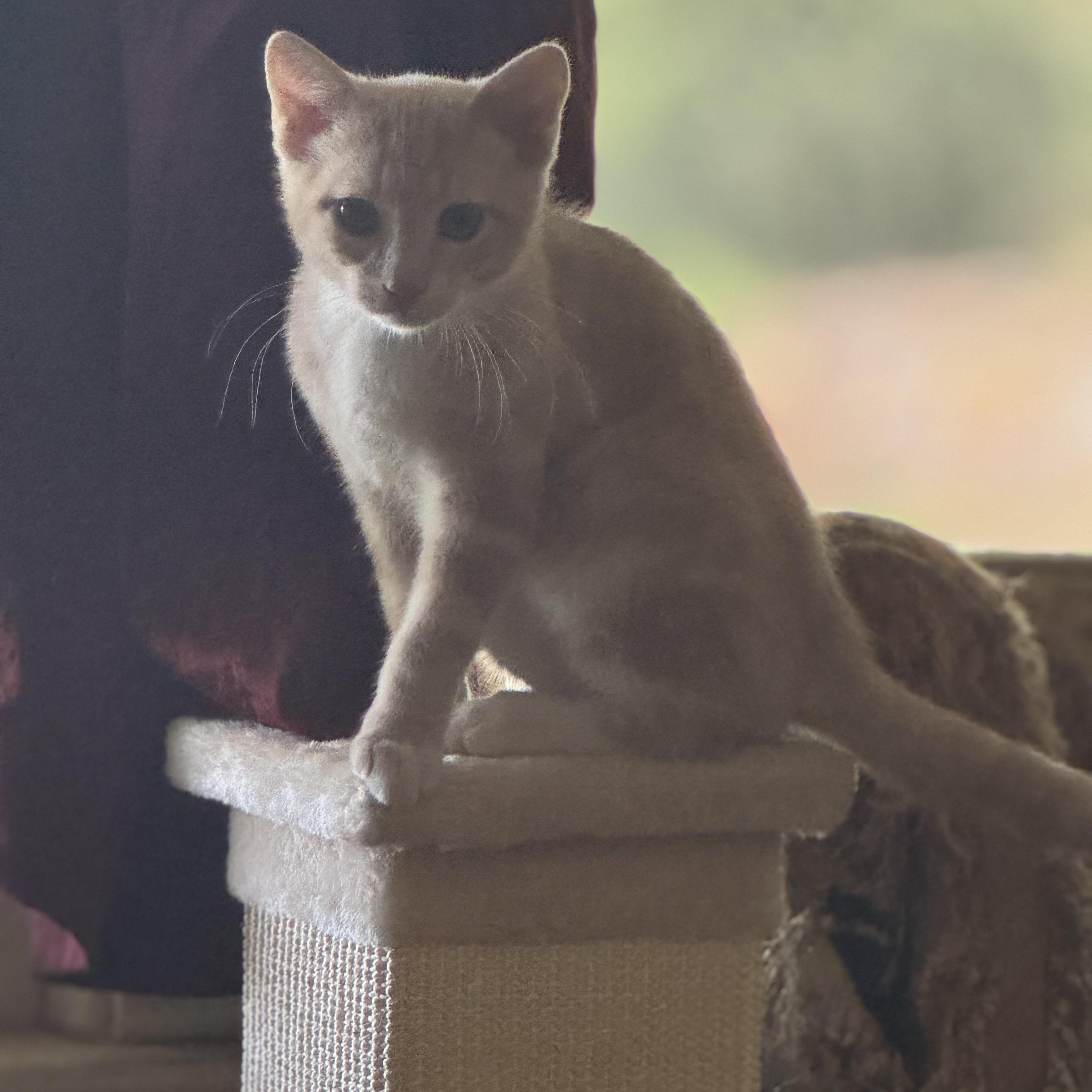 Enlarge Ridley Reeds, a Adoptable Domestic Short Hair in Winston Salem, NC image 2/5