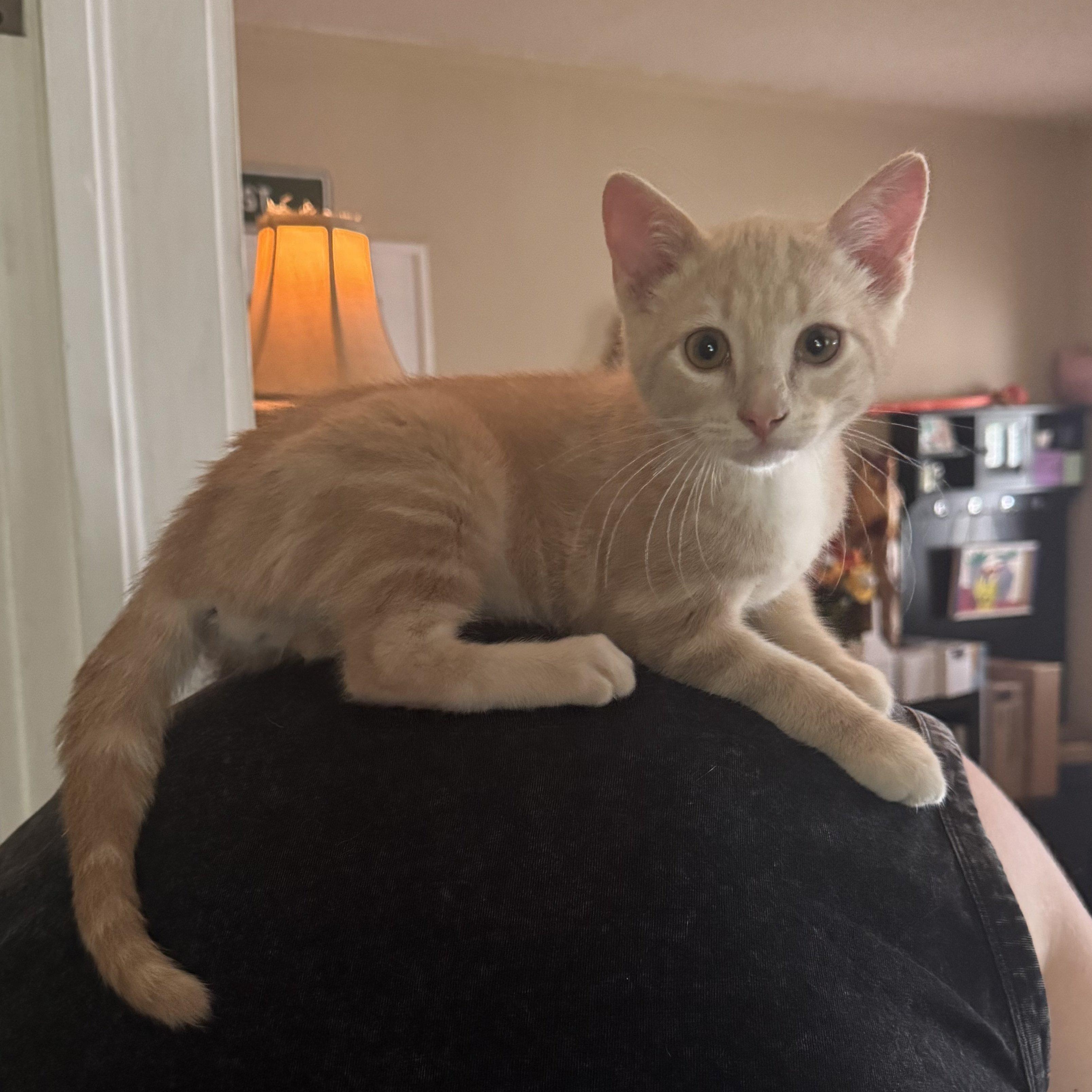 Enlarge Ridley Reeds, a Adoptable Domestic Short Hair in Winston Salem, NC image 3/5