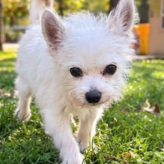 Enlarge Gizmo, a Adoptable mixed breed in Severn, MD image 2/2