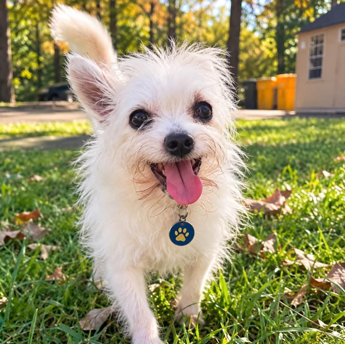 Gizmo, Adoptable, Senior Male West Highland White Terrier / Westie & Chihuahua.